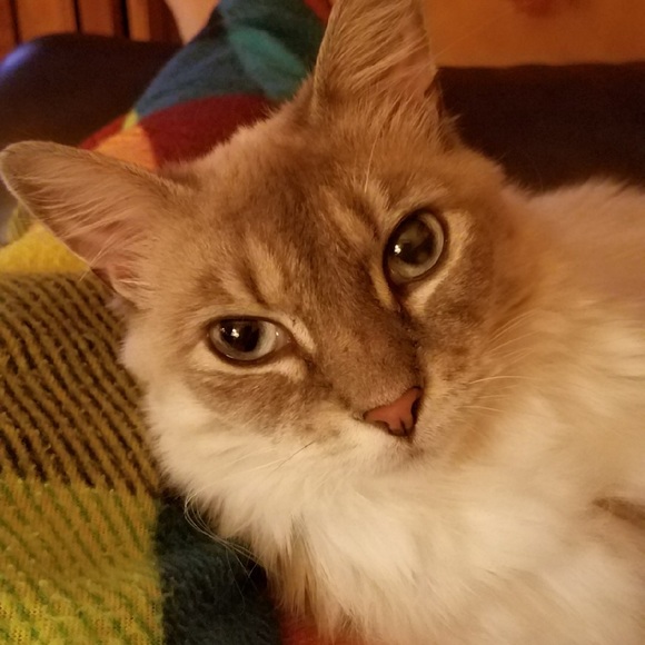 Meet your Posher, Sharon - Picture 4 of 5